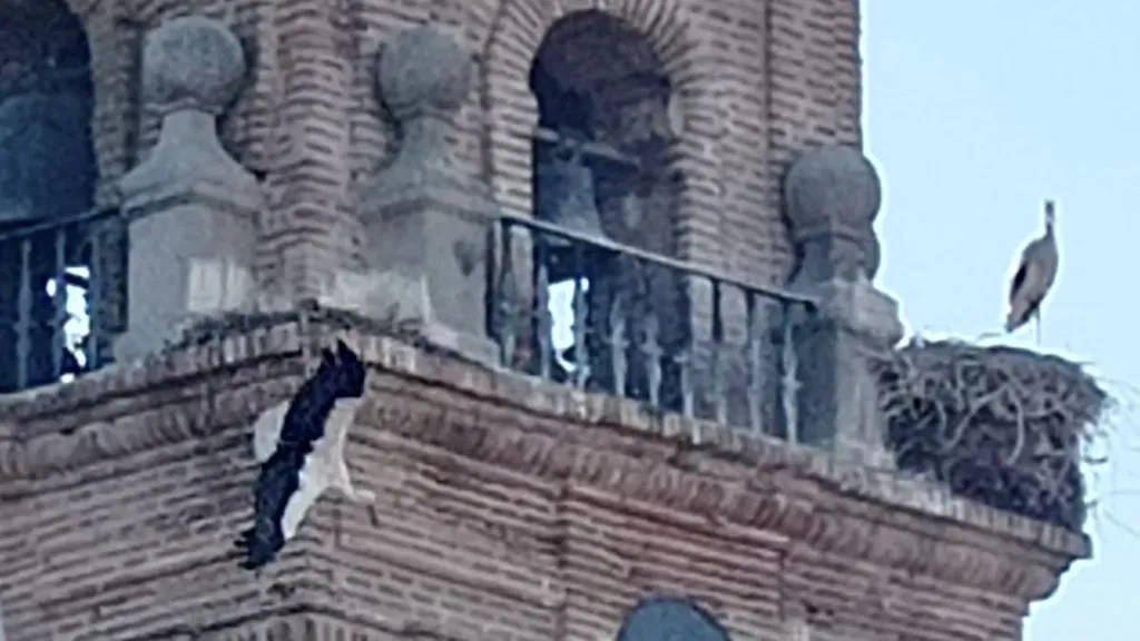 Los bomberos rescatan una cigüeña de la iglesia de Peñaranda