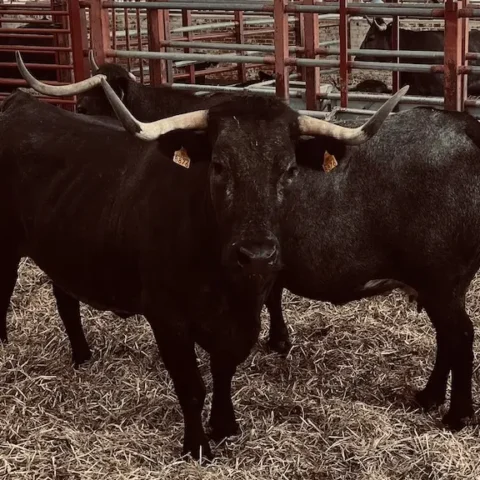 Vacuno bovino en la Lonja