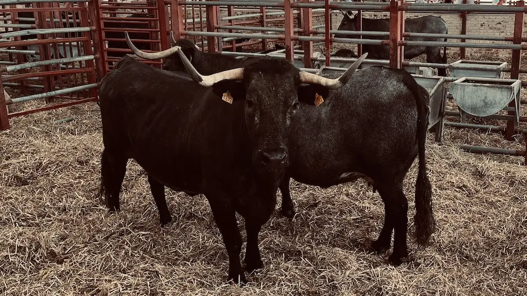 Vacuno bovino en la Lonja