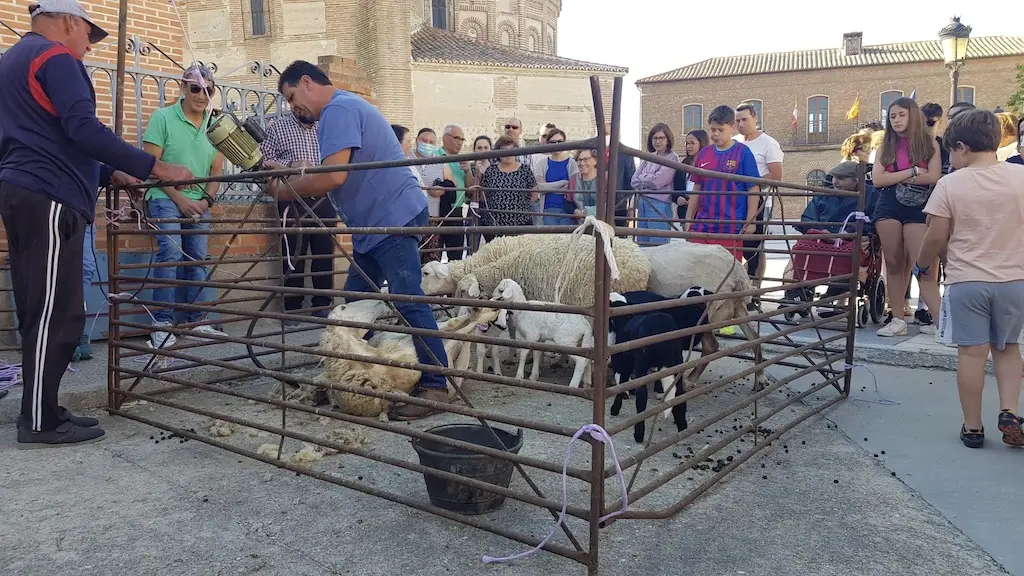 Jornada de ovino en Rágama