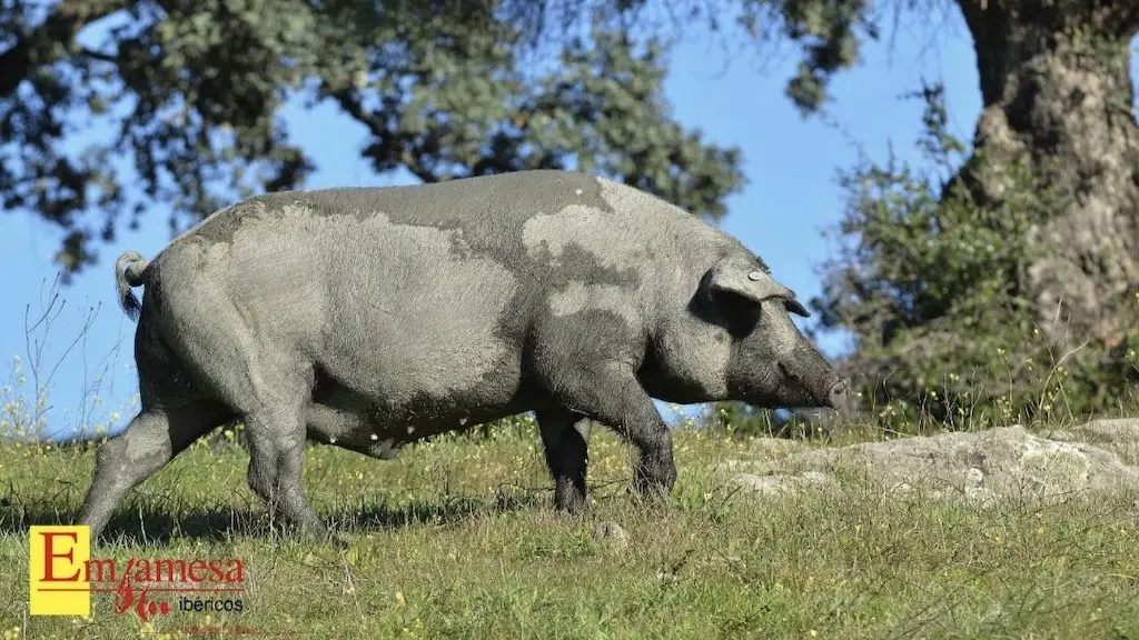 Cebo de porcino ibérico