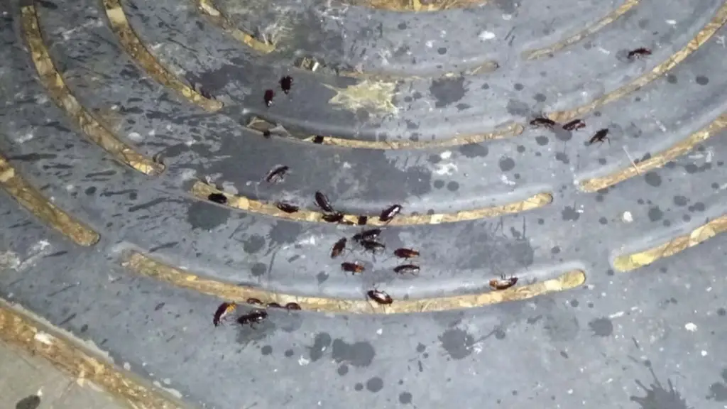 Cucarachas en el parque José Santos Borrego
