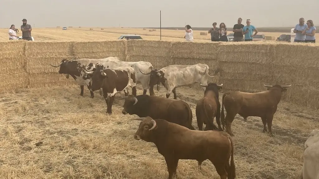 Encierro por el campo en Macotera