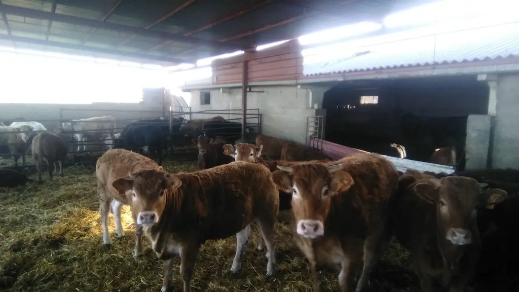 a group of cows in a barn