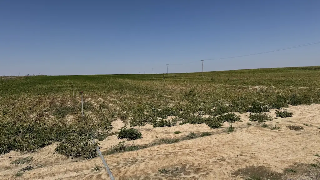 parcela de patatas en la comarca de Peñaranda