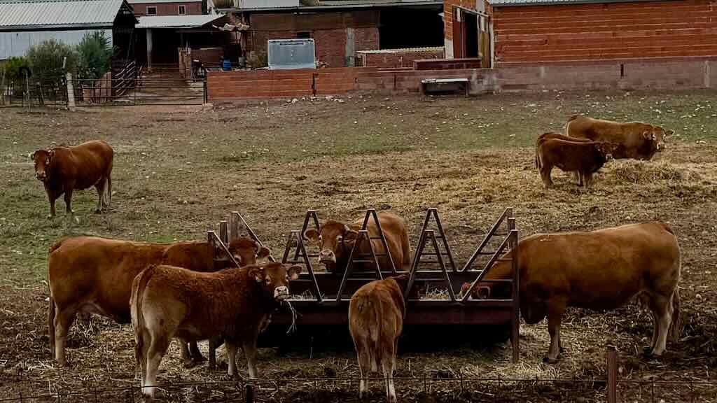 Explotación de vacuno en la comarca